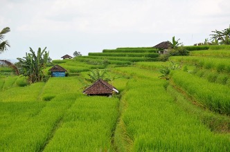Jatiluwih Rice Terraces Trail